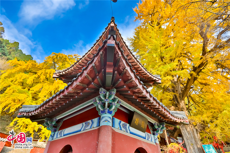 唤醒沉睡千年的金色精灵--沂水灵泉寺银杏树