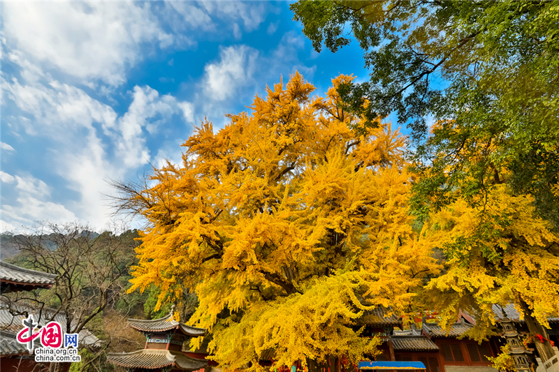 唤醒沉睡千年的金色精灵--沂水灵泉寺银杏树