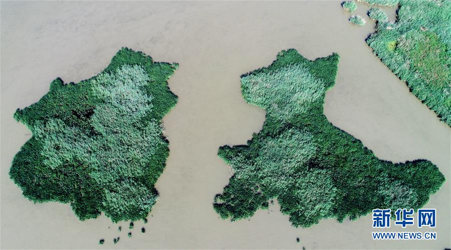 天津：七里海湿地上的画卷