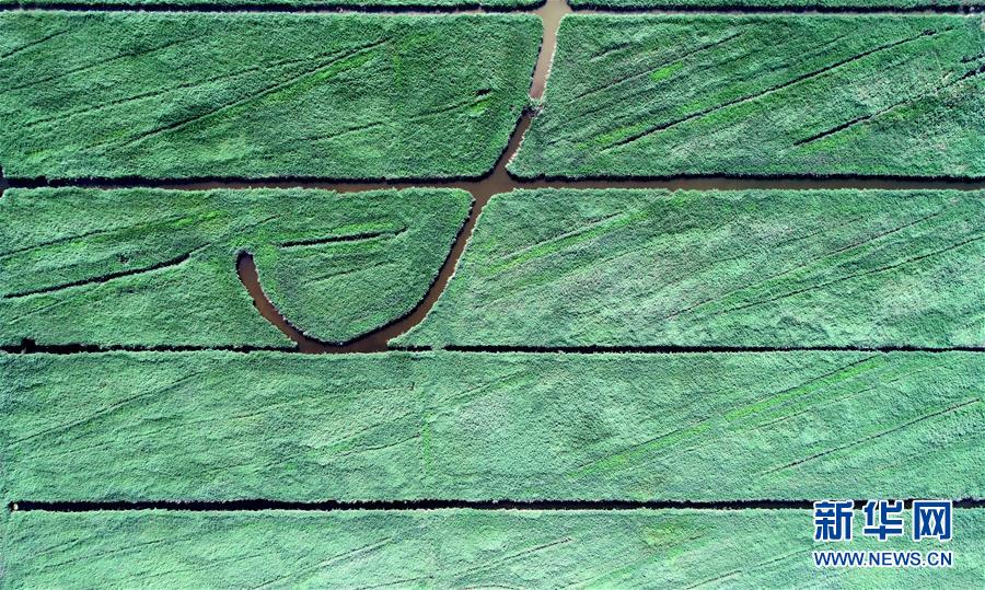 天津：七里海湿地上的画卷