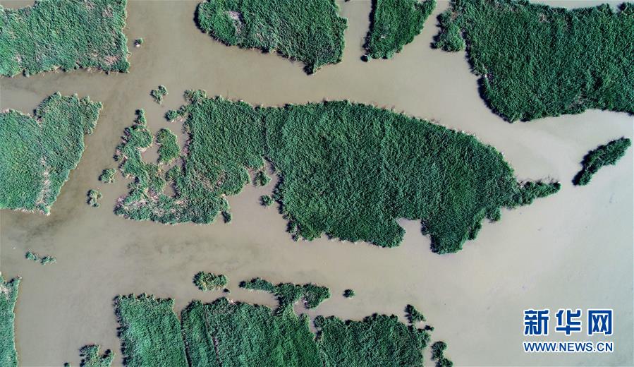 天津：七里海湿地上的画卷