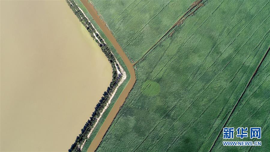 天津：七里海湿地上的画卷