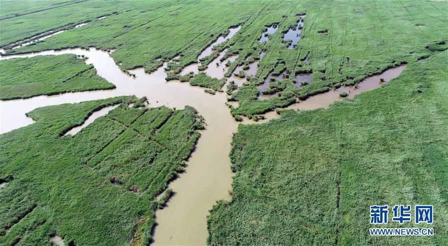 天津：七里海湿地上的画卷