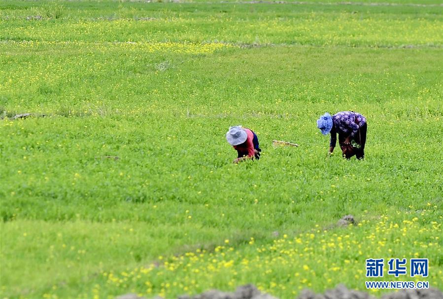 日喀则：“后藏粮仓”风光旖旎
