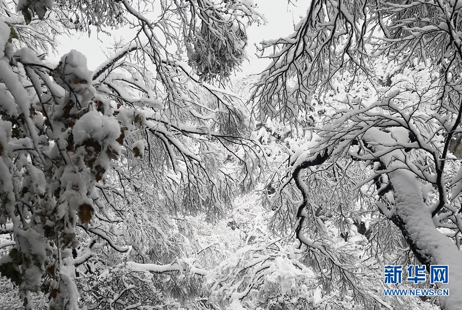 平頂山魯山：堯山雪景美如畫