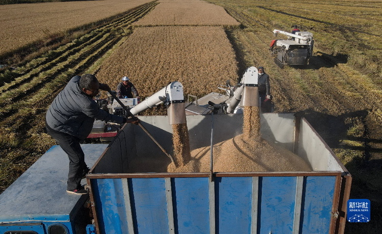 河北唐山：水稻豐收