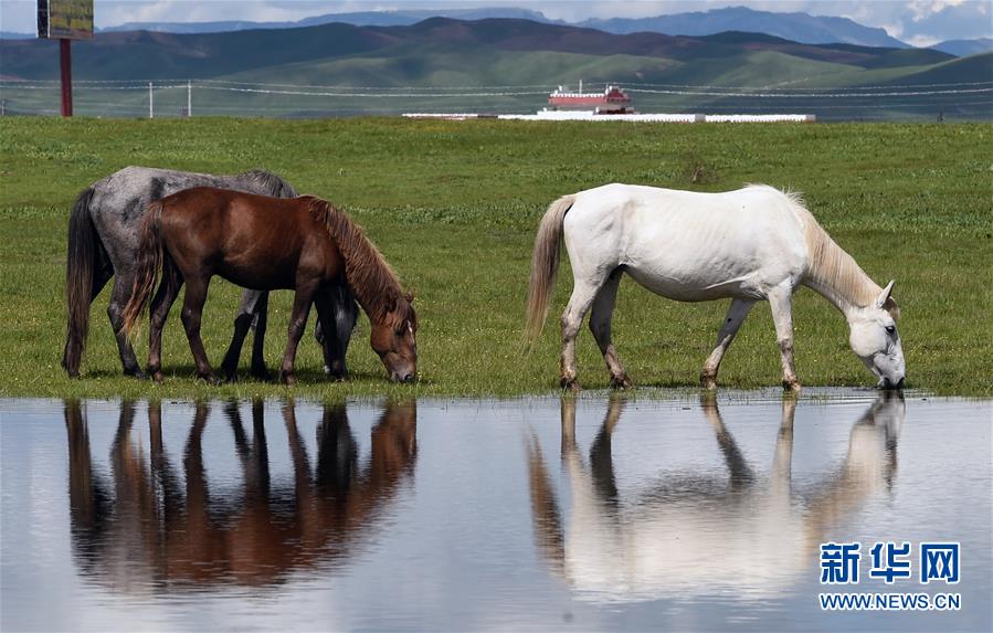 甘肃玛曲：马蹄踏水 舞动草原
