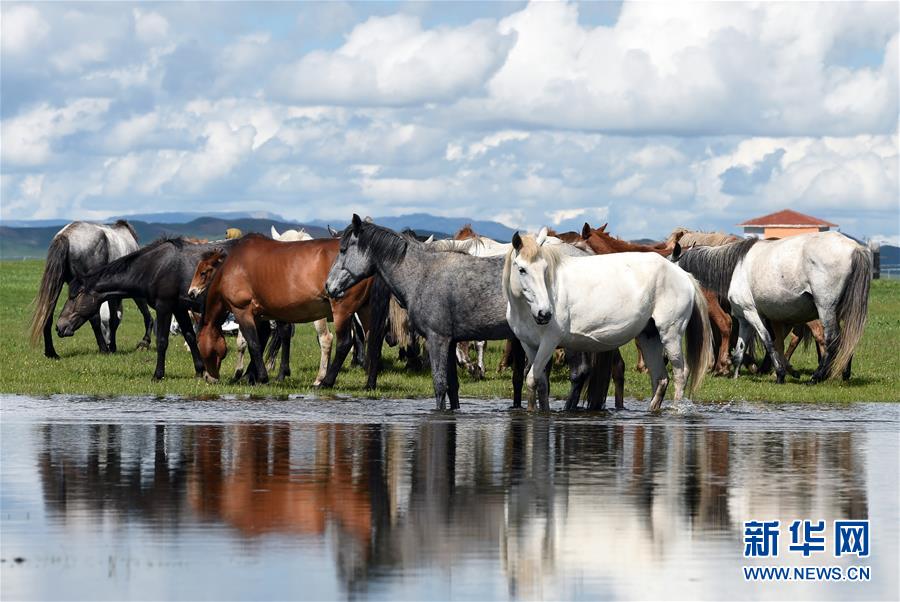 甘肃玛曲：马蹄踏水 舞动草原