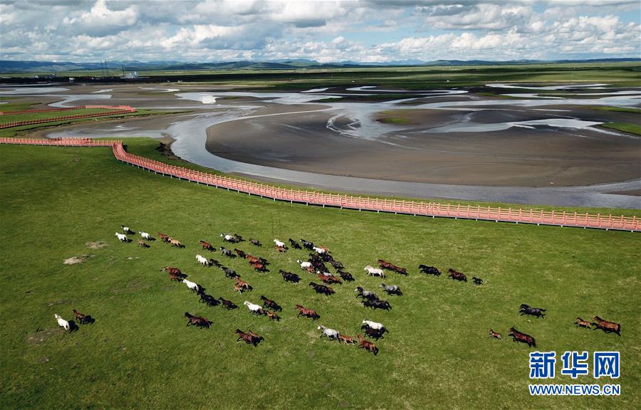 甘肃玛曲：马蹄踏水 舞动草原