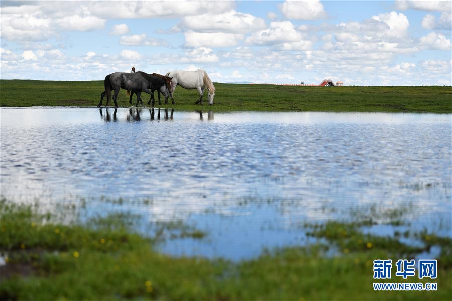 甘肃玛曲：马蹄踏水 舞动草原