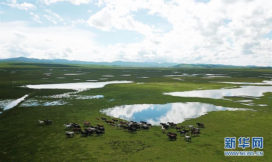 甘肃玛曲：马蹄踏水 舞动草原