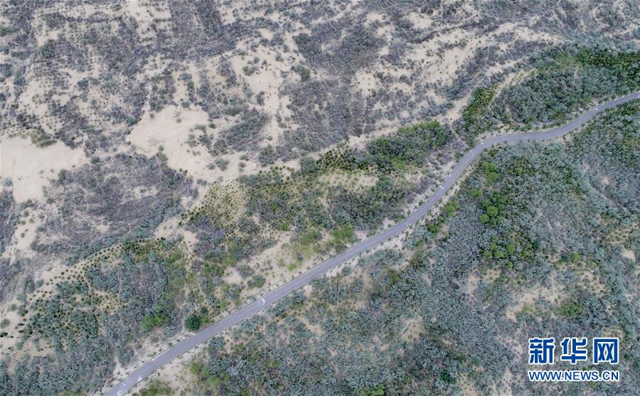 宁夏灵武：毛乌素沙地的“绿色长城”
