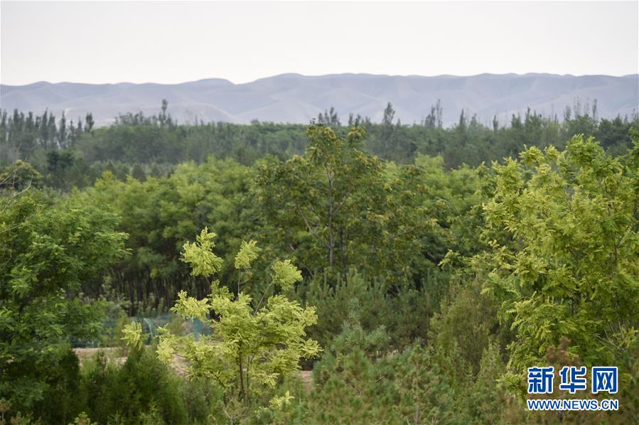 宁夏灵武：毛乌素沙地的“绿色长城”