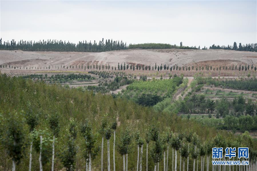 宁夏灵武：毛乌素沙地的“绿色长城”