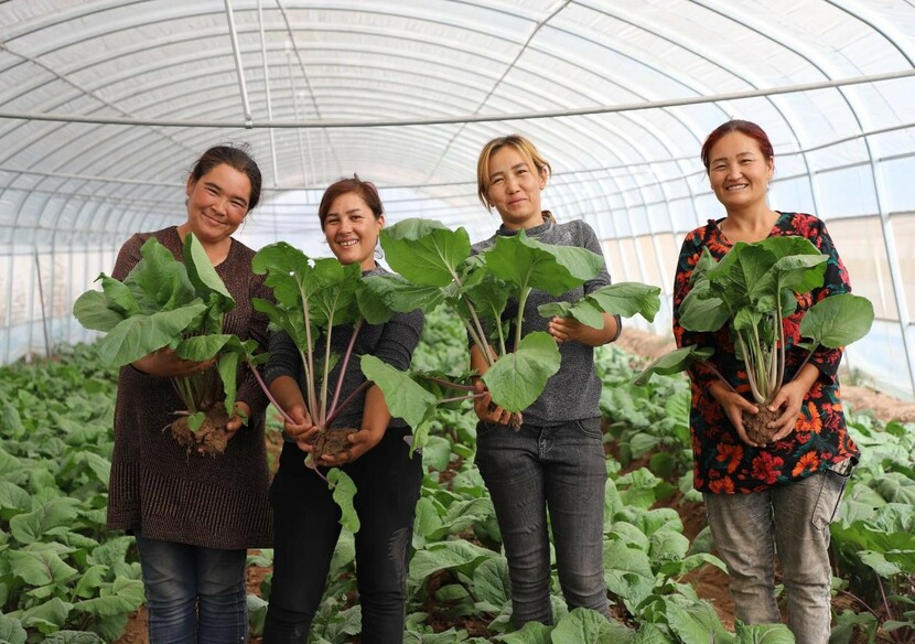 在新疆種植的廣東葉菜迎來收穫季_fororder_蔬菜大豐收，村民們的喜悅溢於言表