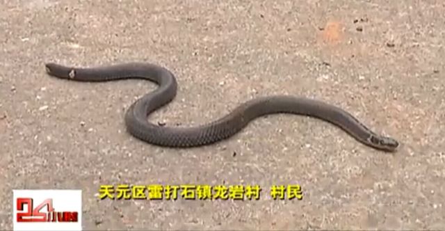 湖南村民挖出十幾條"兩頭蛇"