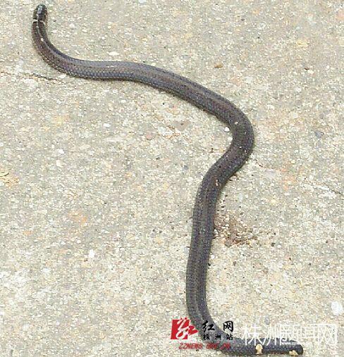 湖南村民挖出十几条"两头蛇"