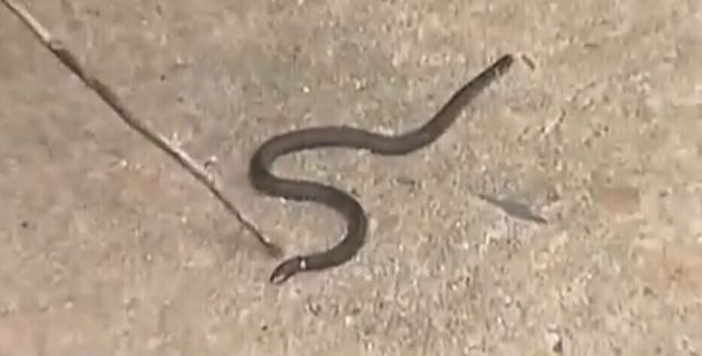 湖南村民挖出十幾條"兩頭蛇"