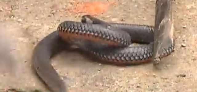 湖南村民挖出十幾條"兩頭蛇"