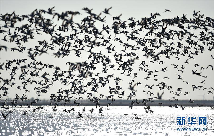 天津北大港濕地迎來大批遷徙候鳥
