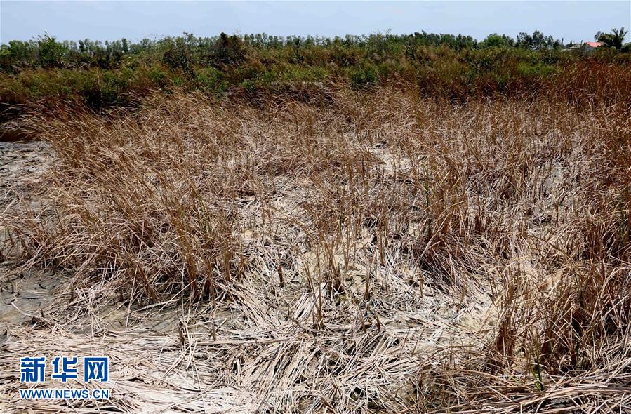 越南湄公河三角洲遭遇百年不遇乾旱