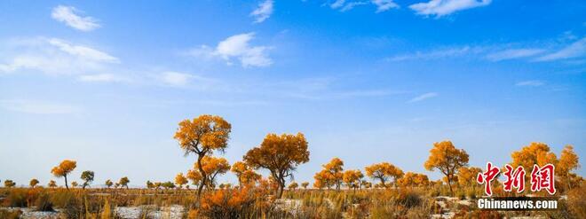 Indahnya Hutan Poplar Berwarna Kuning_fororder_413