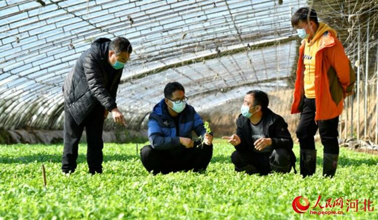 河北文安：农技人员下乡 防寒防冻保生产
