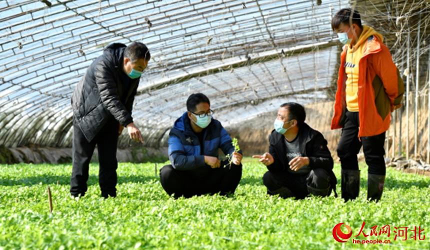 河北文安：農技人員下鄉 防寒防凍保生産