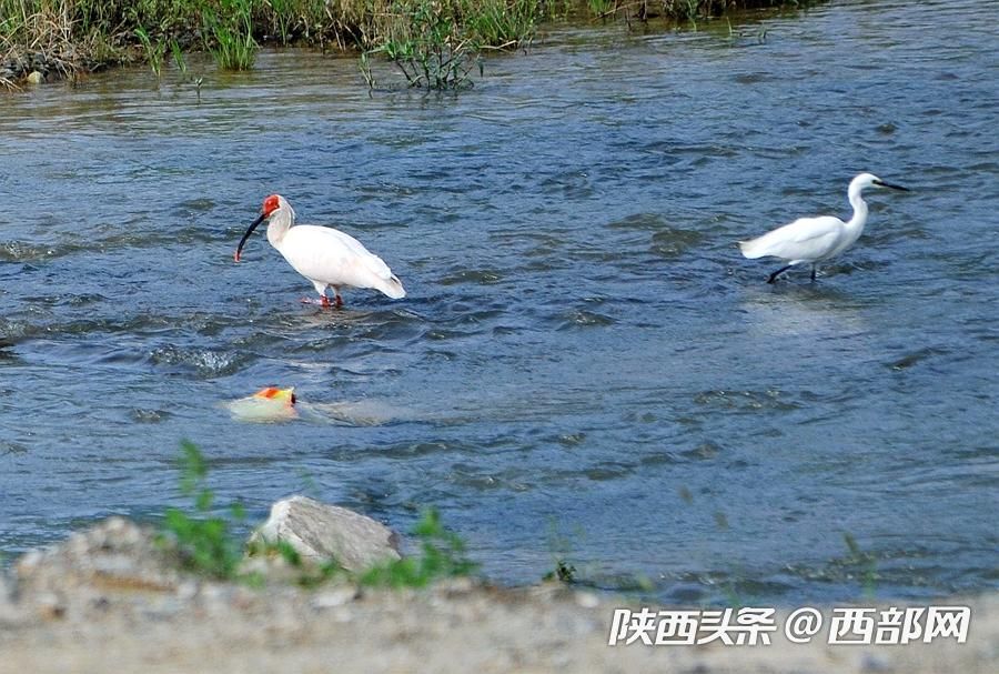 寧強大林河畔首次發現朱鹮