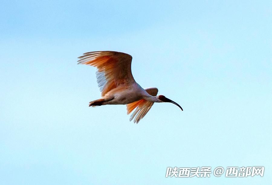 寧強大林河畔首次發現朱鹮
