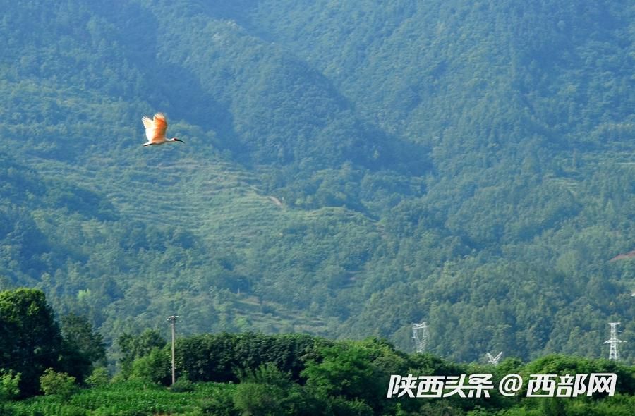 寧強大林河畔首次發現朱鹮