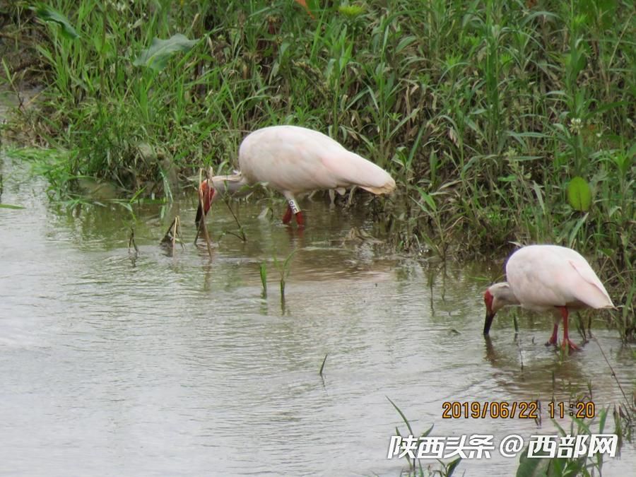 寧強大林河畔首次發現朱鹮