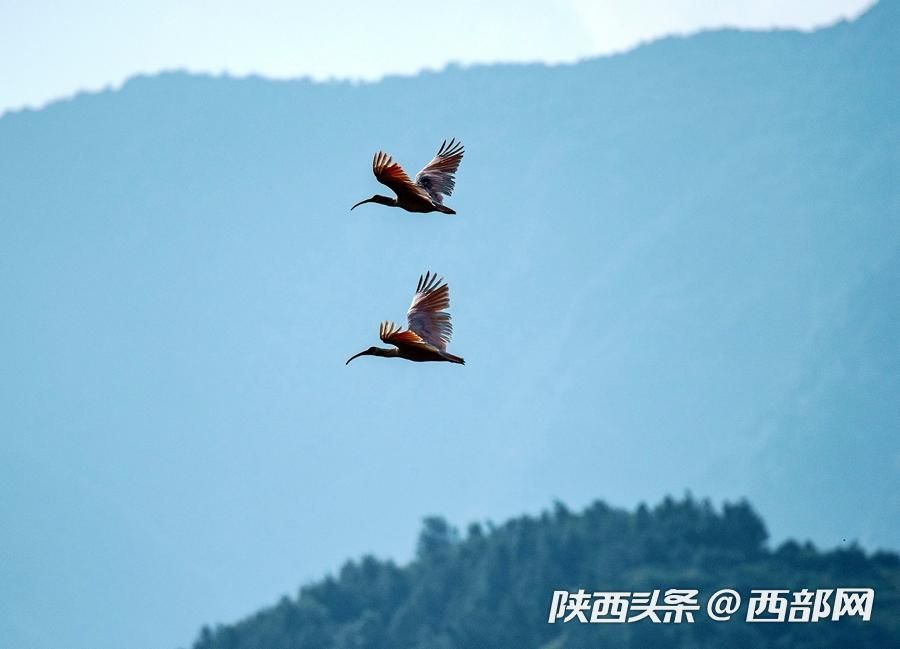 寧強大林河畔首次發現朱鹮