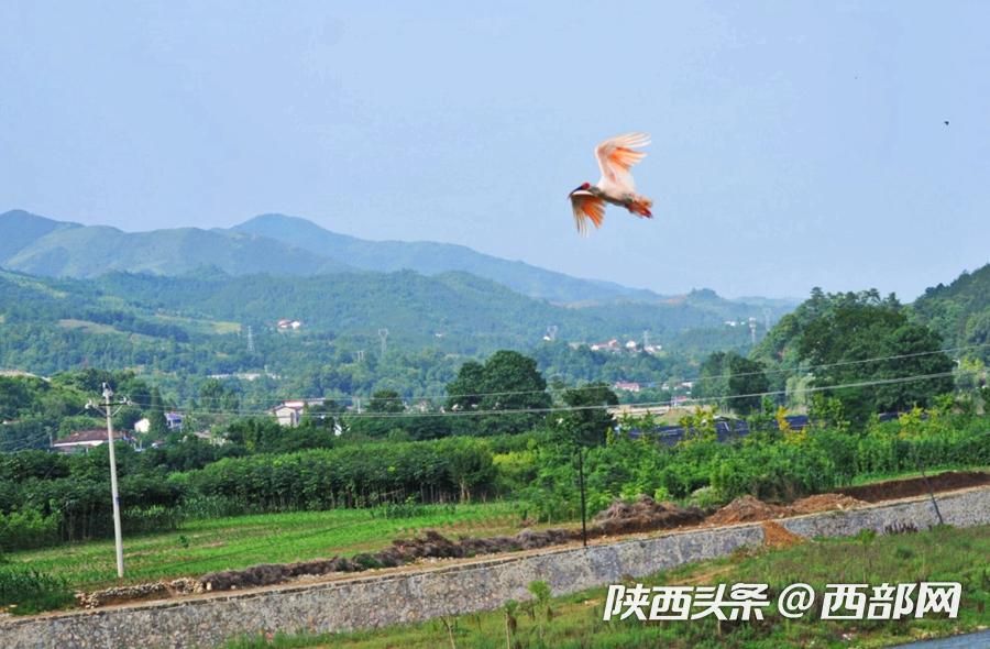 寧強大林河畔首次發現朱鹮