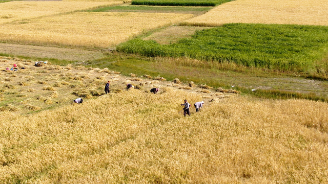 "青稞之乡"有了西藏第一家青稞博物馆
