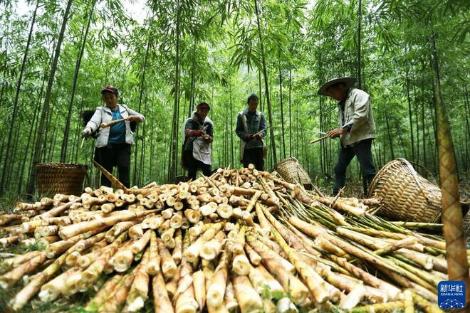 Tuaian Rebung Besar untuk Dipasarkan_fororder_1127943488_16338674143171n