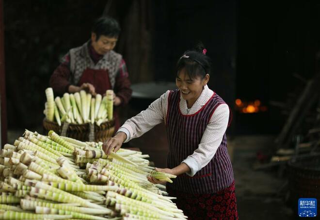 Tuaian Rebung Besar untuk Dipasarkan_fororder_1127943488_16338674143591n