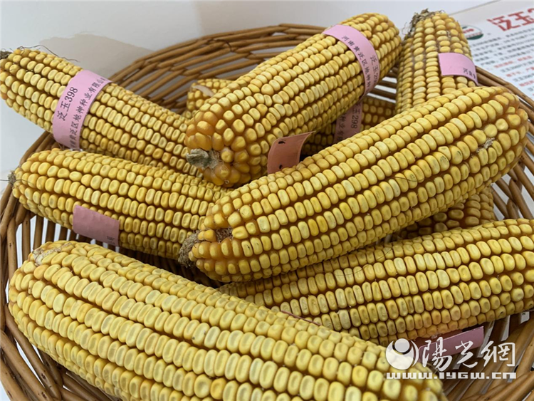 （转载）用“芯”筑牢粮食安全“防护墙”