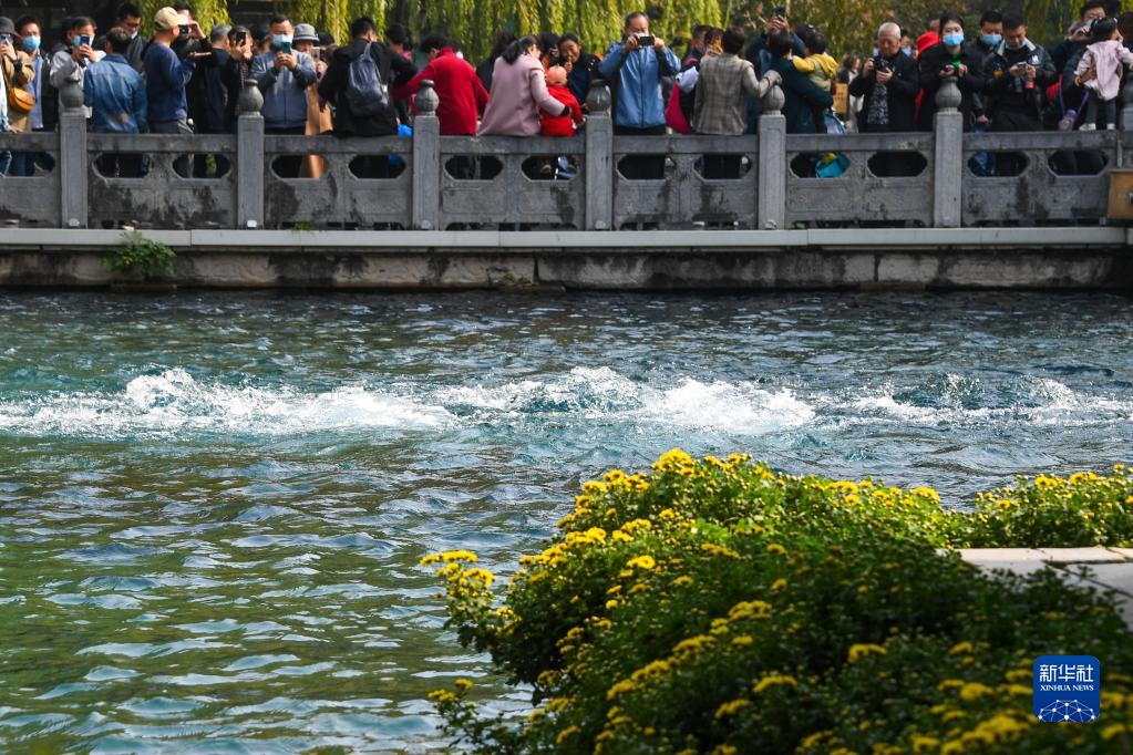 泉情菊韵醉济南