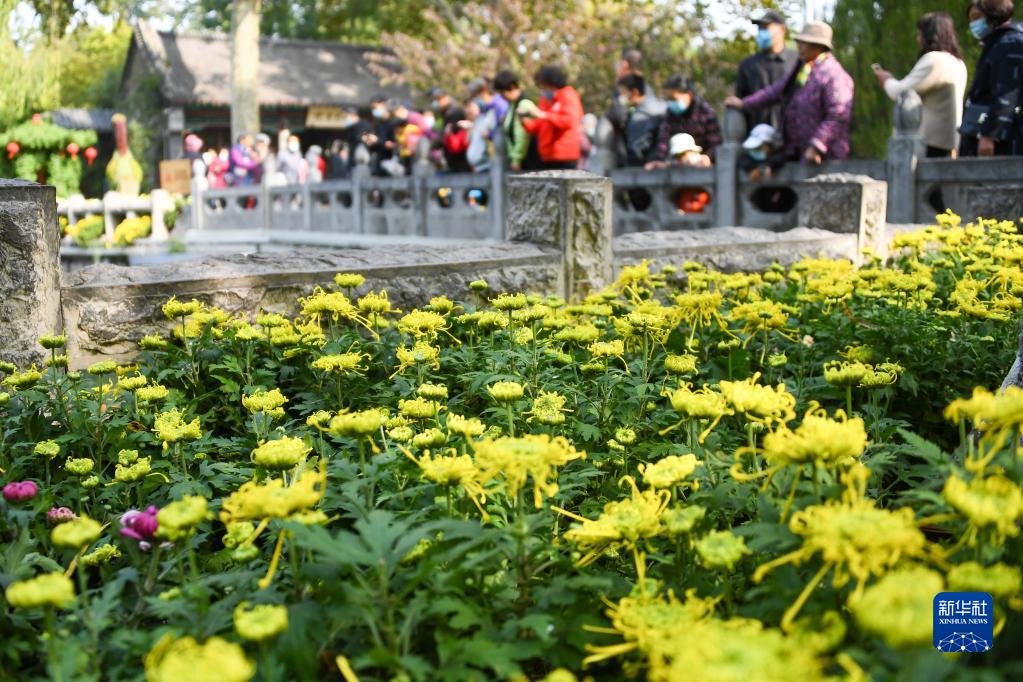 泉情菊韵醉济南