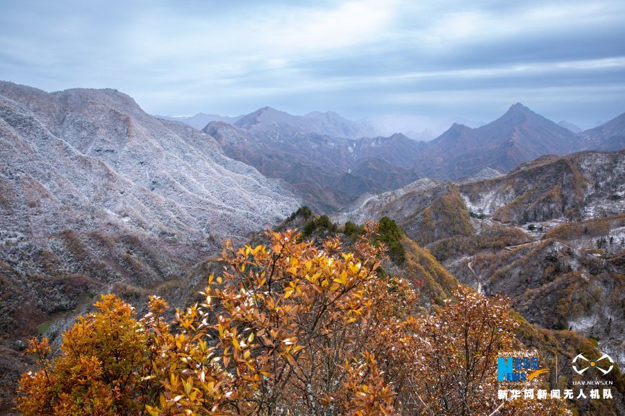 【城市远洋】重庆城口邂逅大雪 漫山彩林“白了头”