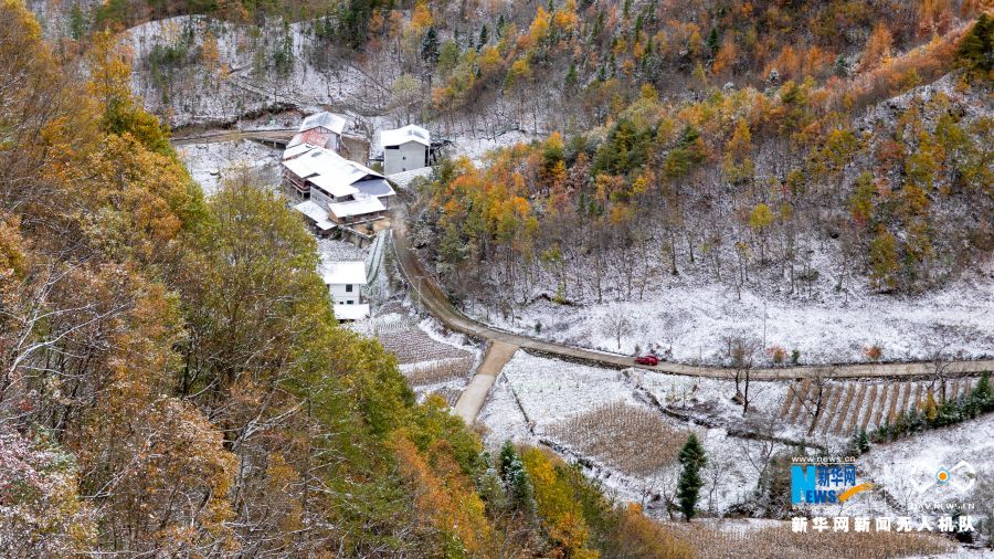 【城市远洋】重庆城口邂逅大雪 漫山彩林“白了头”