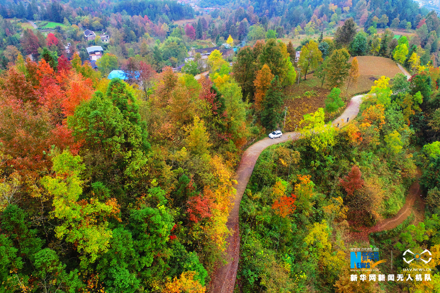 大地间的七彩画卷!在武陵山区邂逅浪漫彩林-国际在线