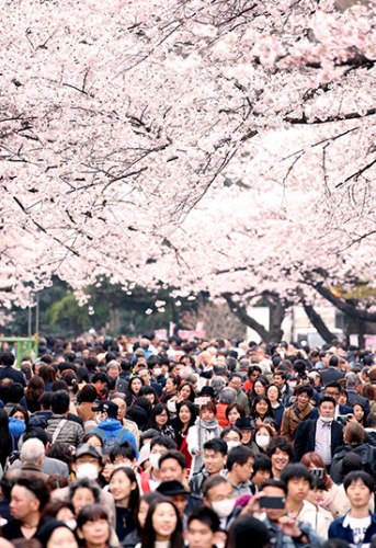 与樱花之约：日本各地迎赏樱高峰 繁花似锦(图)