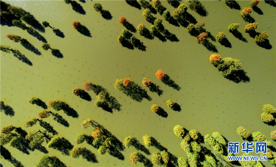 “水中森林”别样美