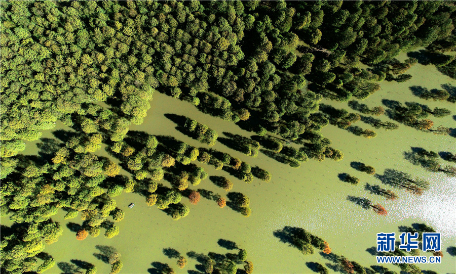 “水中森林”别样美