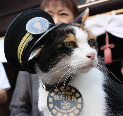 日本举行猫咪站长浮雕揭幕式 新猫站长祝福(图)