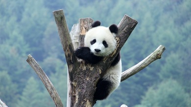 Giant pandas enjoy leisurely autumn_fororder_86e405ab-c110-4f29-a304-82c048611c9b