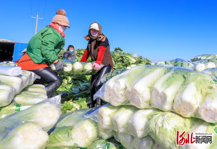 河北灤南：時令蔬菜供市場