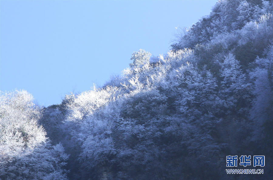 巫山：当纯白遇上枫红 巫峡之巅现雾凇奇观